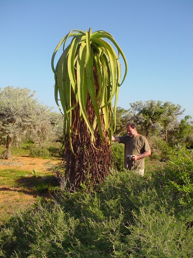 Aloe vaotsanda