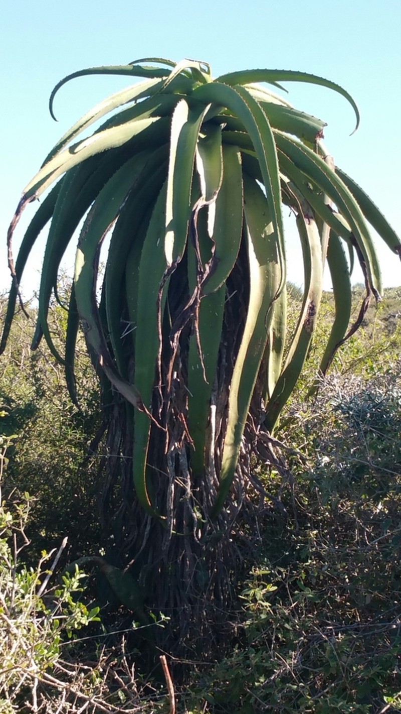 Aloe vaotsanda photo 3