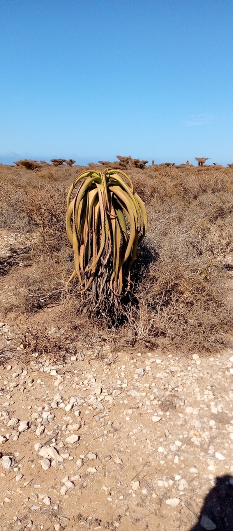 Aloe vaotsanda photo 4