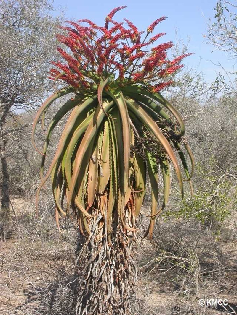 Aloe vaotsanda photo 6