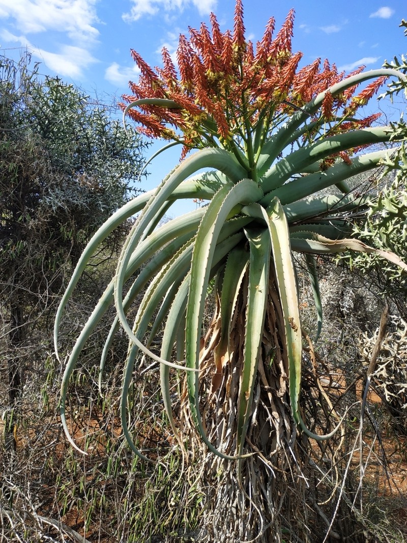 Aloe vaotsanda photo 7