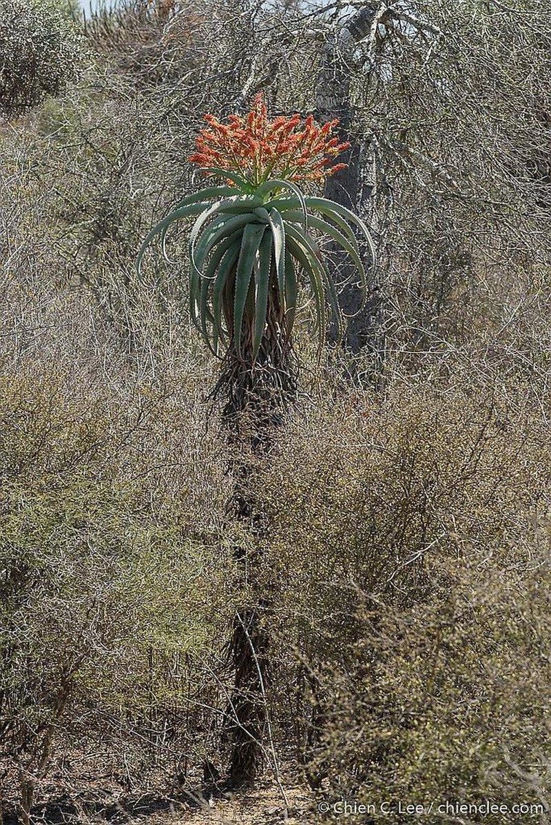 Aloe vaotsanda photo 8