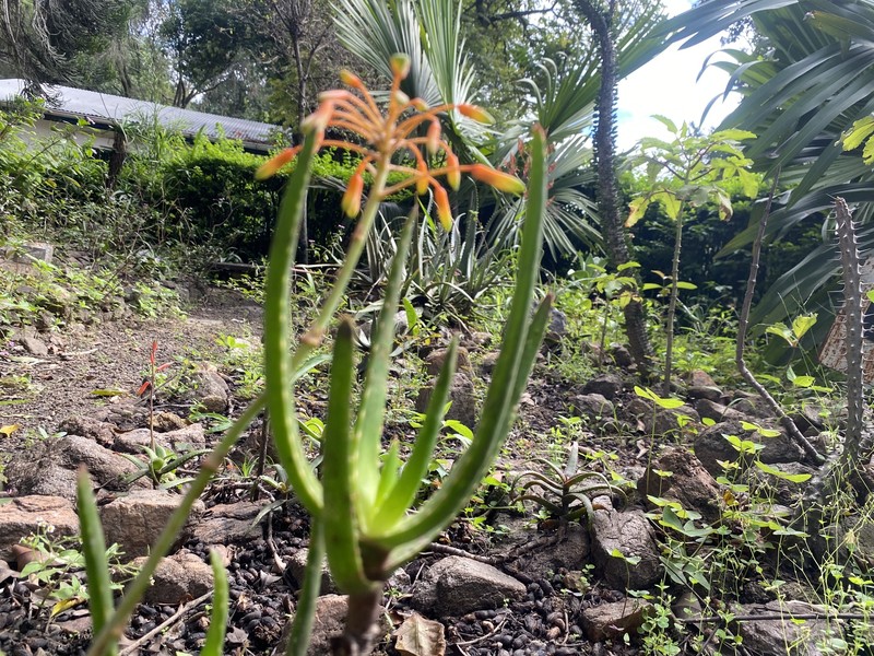 Aloe vatovavensis photo 3