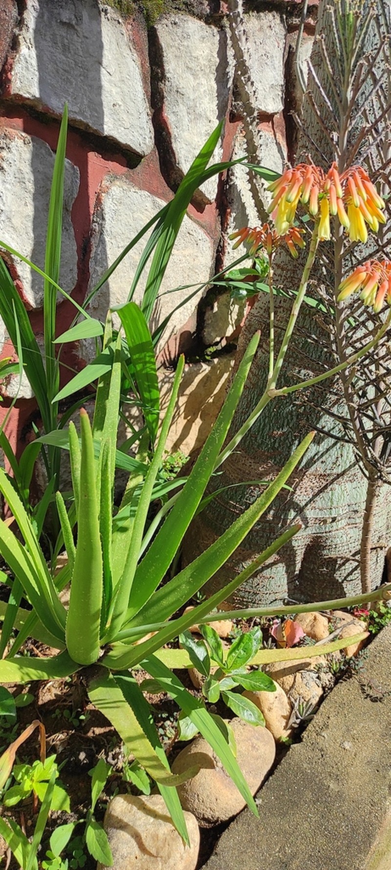Aloe vatovavensis