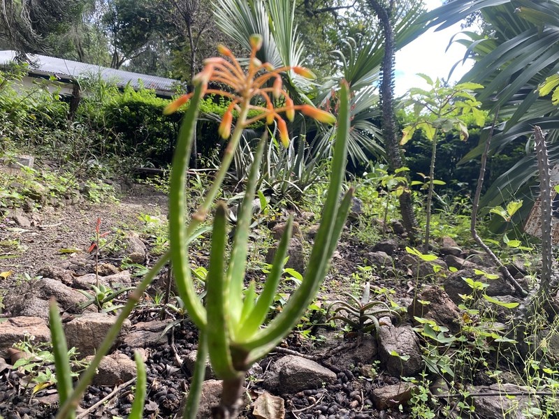 Aloe vatovavensis photo 2