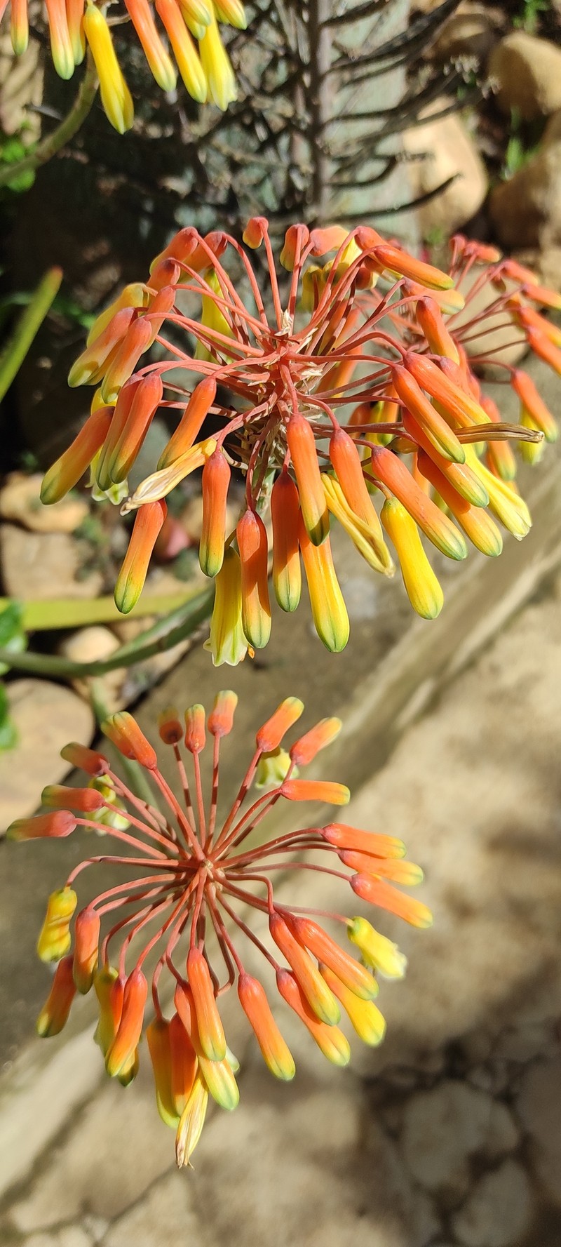 Aloe vatovavensis photo 4