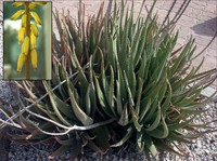 Barbados Aloe