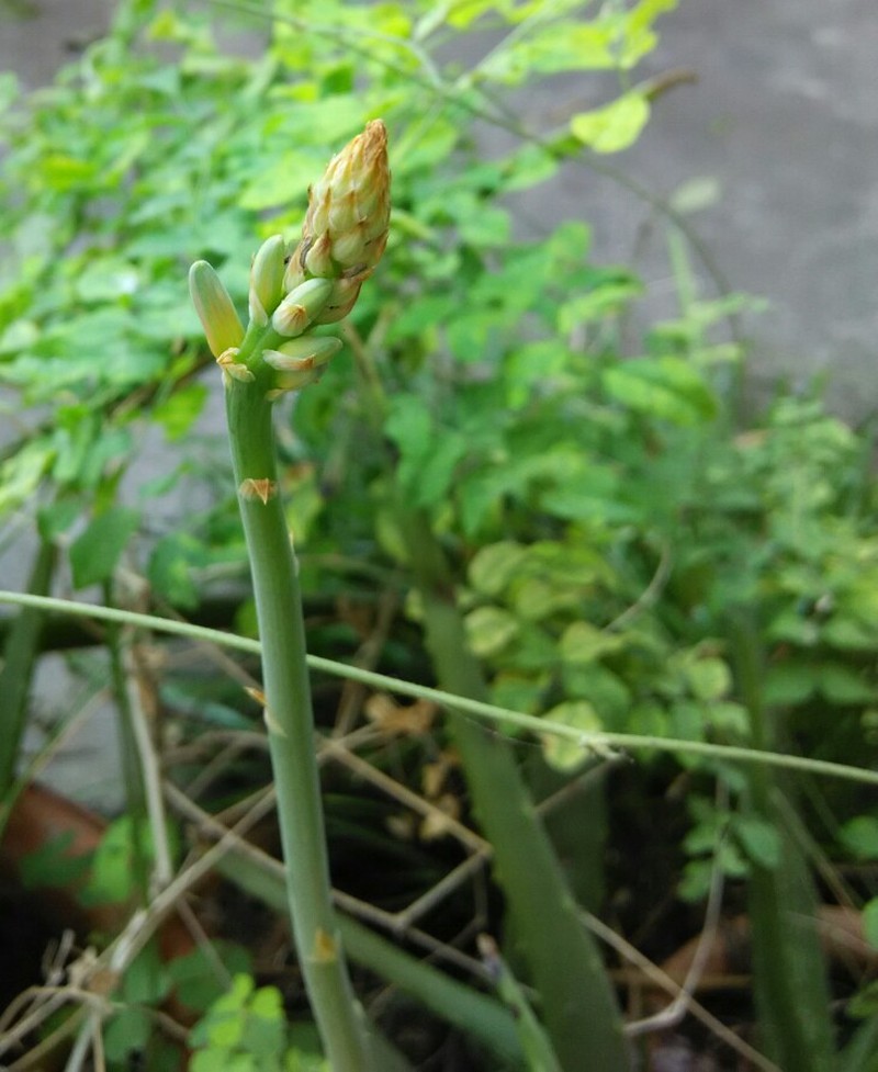 Barbados Aloe photo 7