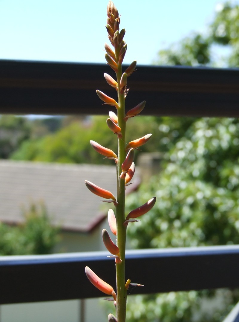 Barbados Aloe photo 8