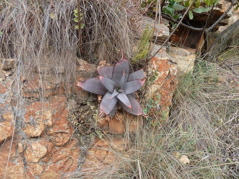 Aloe verdoorniae