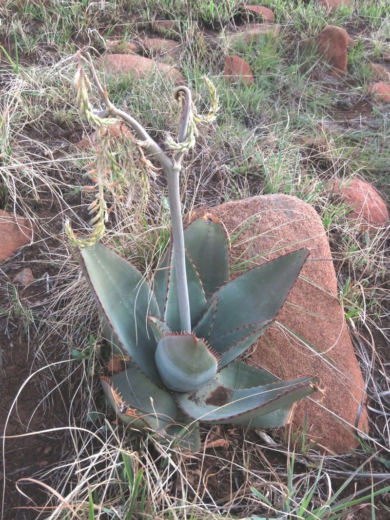Aloe verdoorniae photo 2
