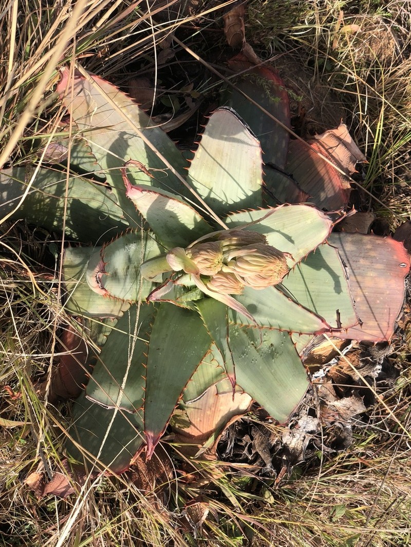 Aloe verdoorniae photo 3