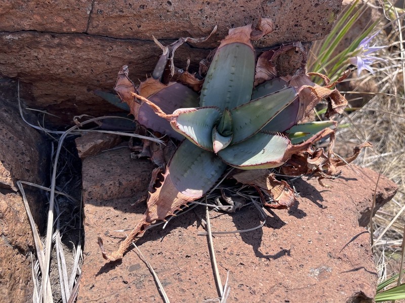 Aloe verdoorniae photo 4