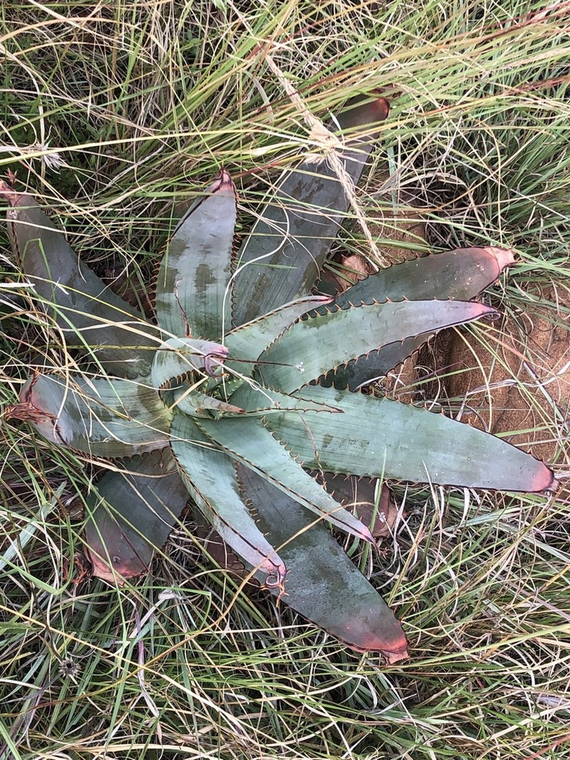 Aloe verdoorniae photo 5