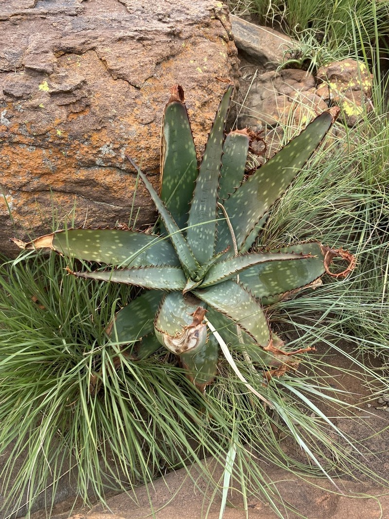Aloe verdoorniae photo 6
