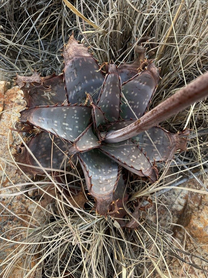 Aloe verdoorniae photo 7
