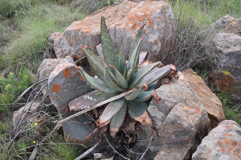 Aloe verdoorniae photo 8