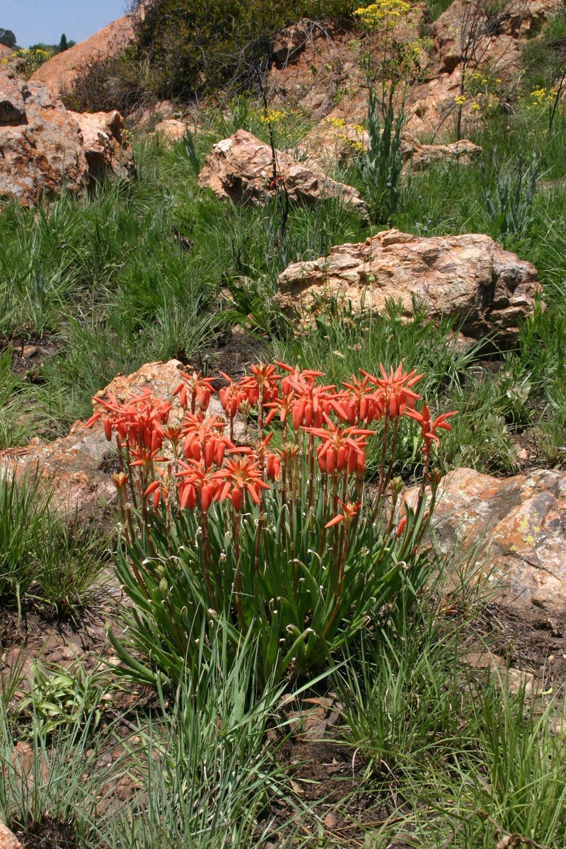 Aloe verecunda