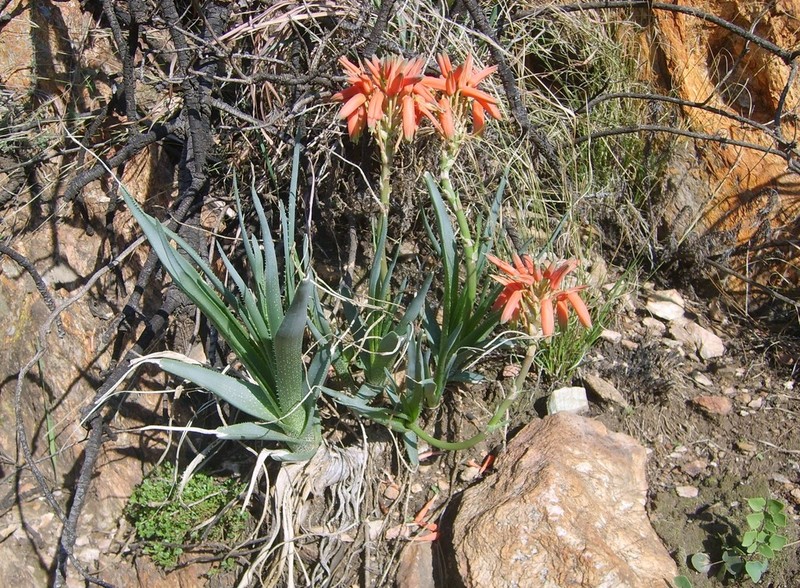 Aloe verecunda photo 2