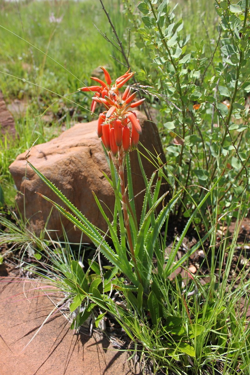 Aloe verecunda photo 3