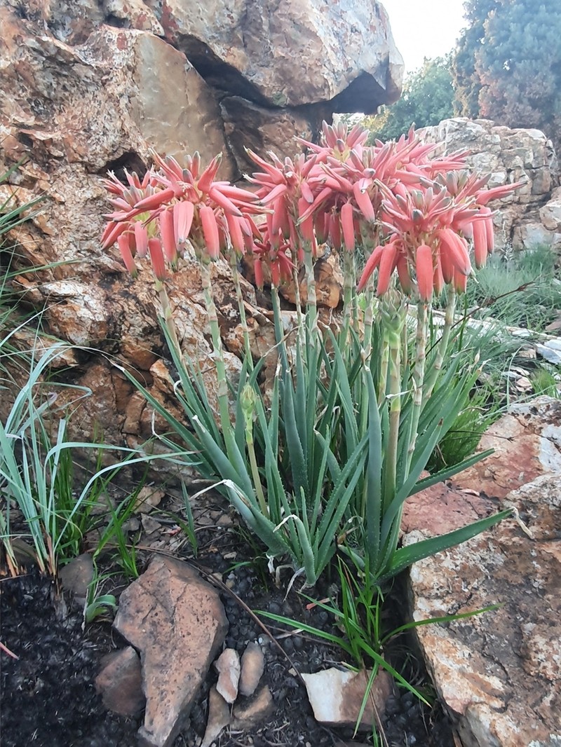 Aloe verecunda photo 4