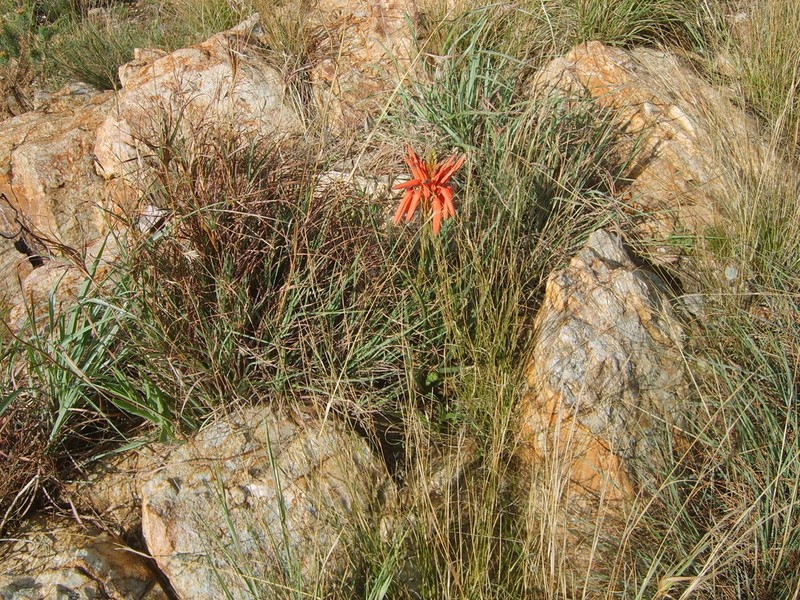 Aloe verecunda photo 5