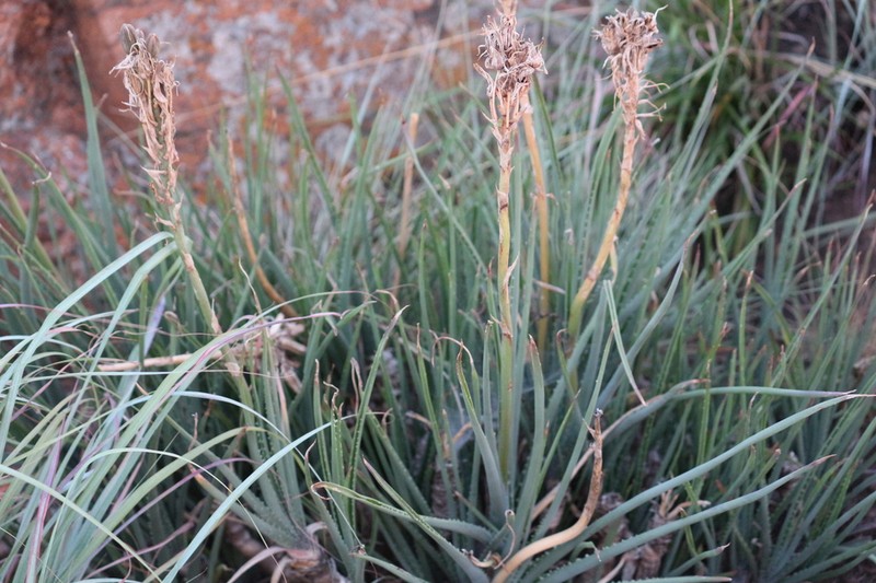Aloe verecunda photo 7