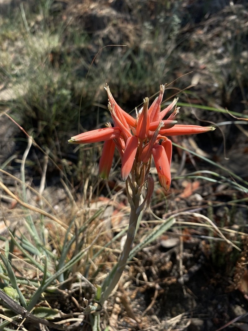 Aloe verecunda photo 8