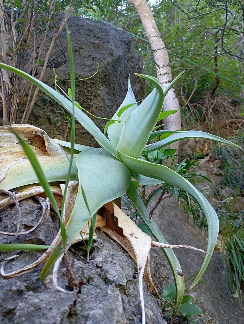 Aloe viguieri