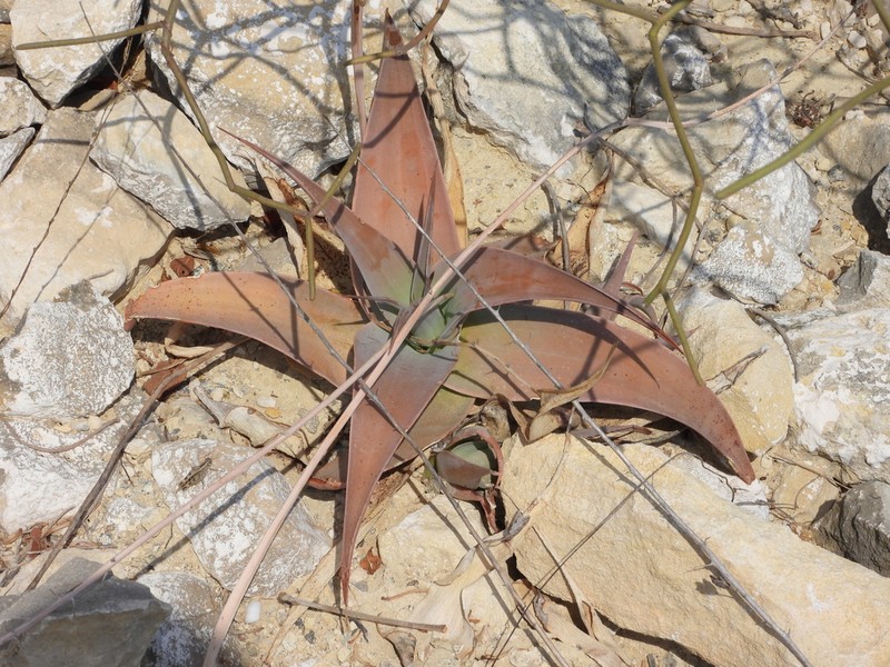 Aloe viguieri photo 2