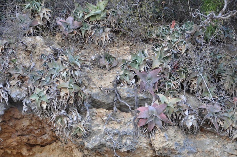 Aloe viguieri photo 3