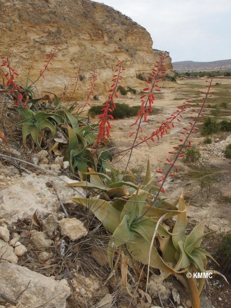 Aloe viguieri photo 4