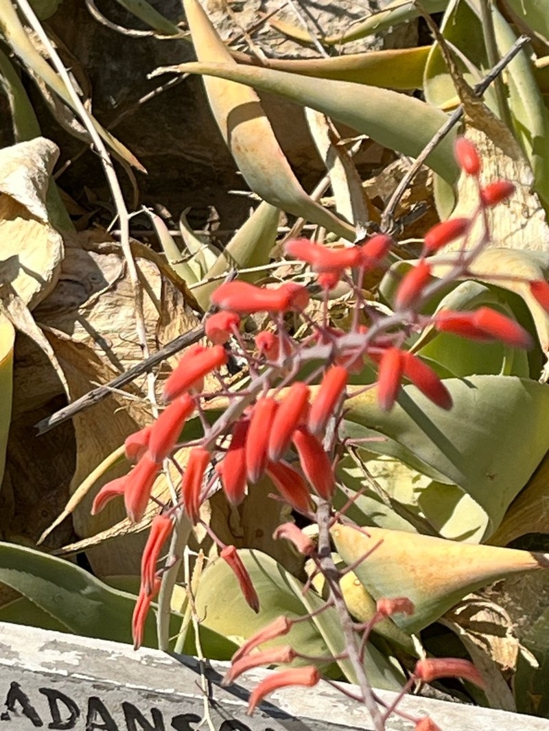 Aloe viguieri photo 5
