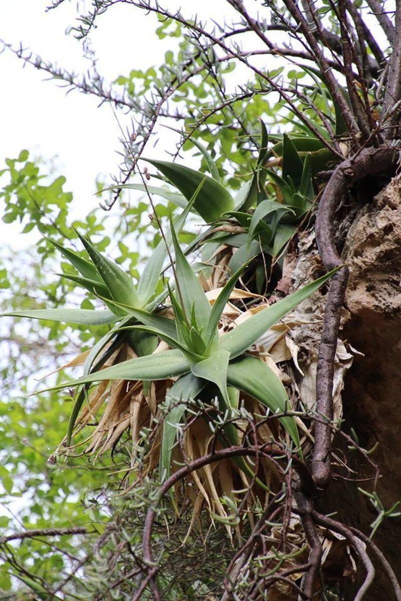 Aloe viguieri photo 6