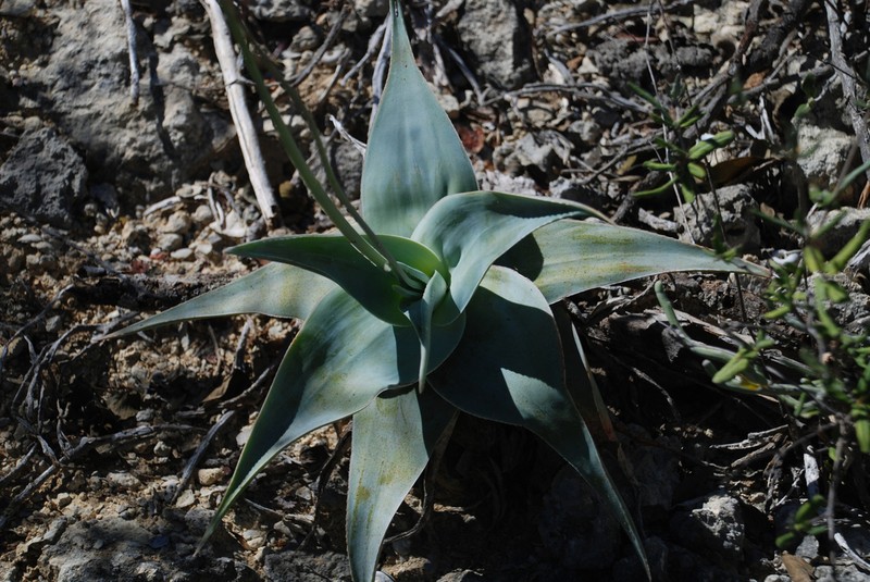 Aloe viguieri photo 7