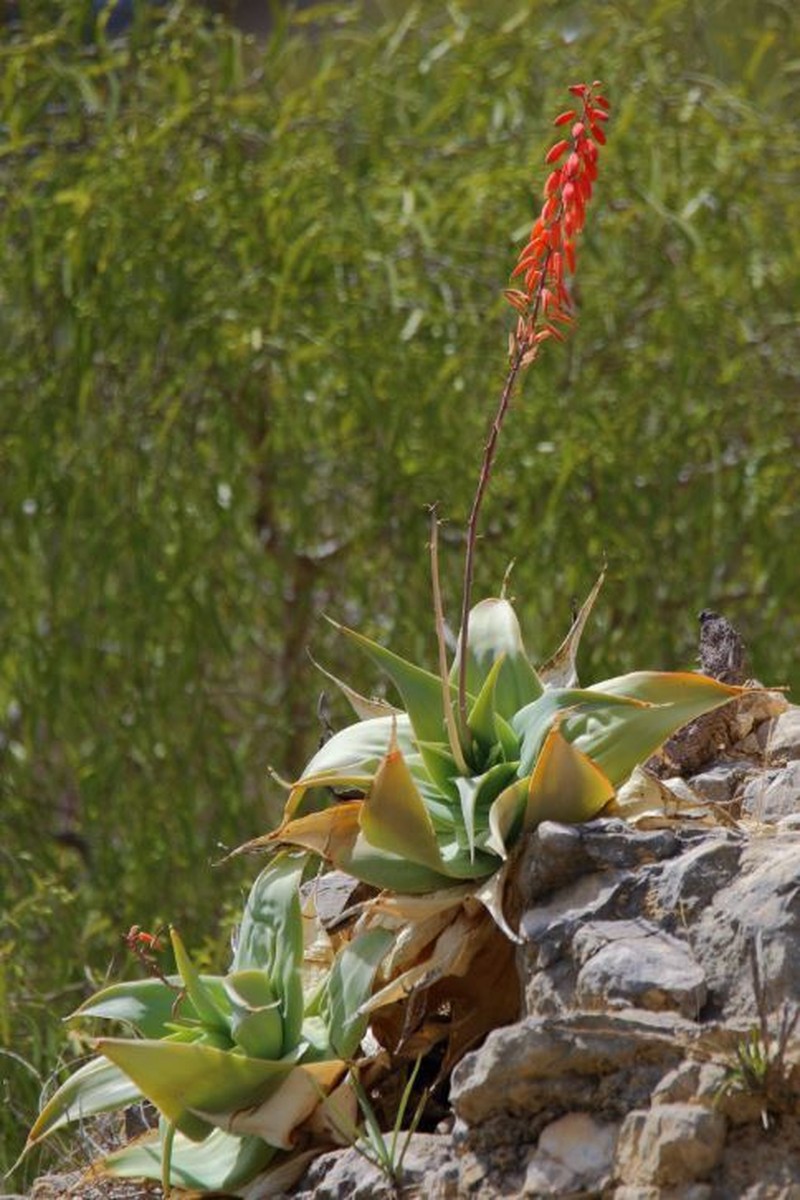 Aloe viguieri photo 8