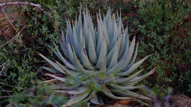 Aloe viridiflora photo 2