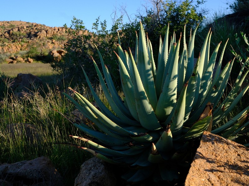 Aloe viridiflora photo 3