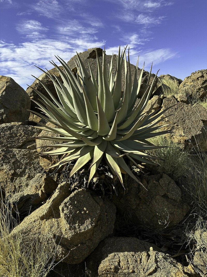 Aloe viridiflora photo 4