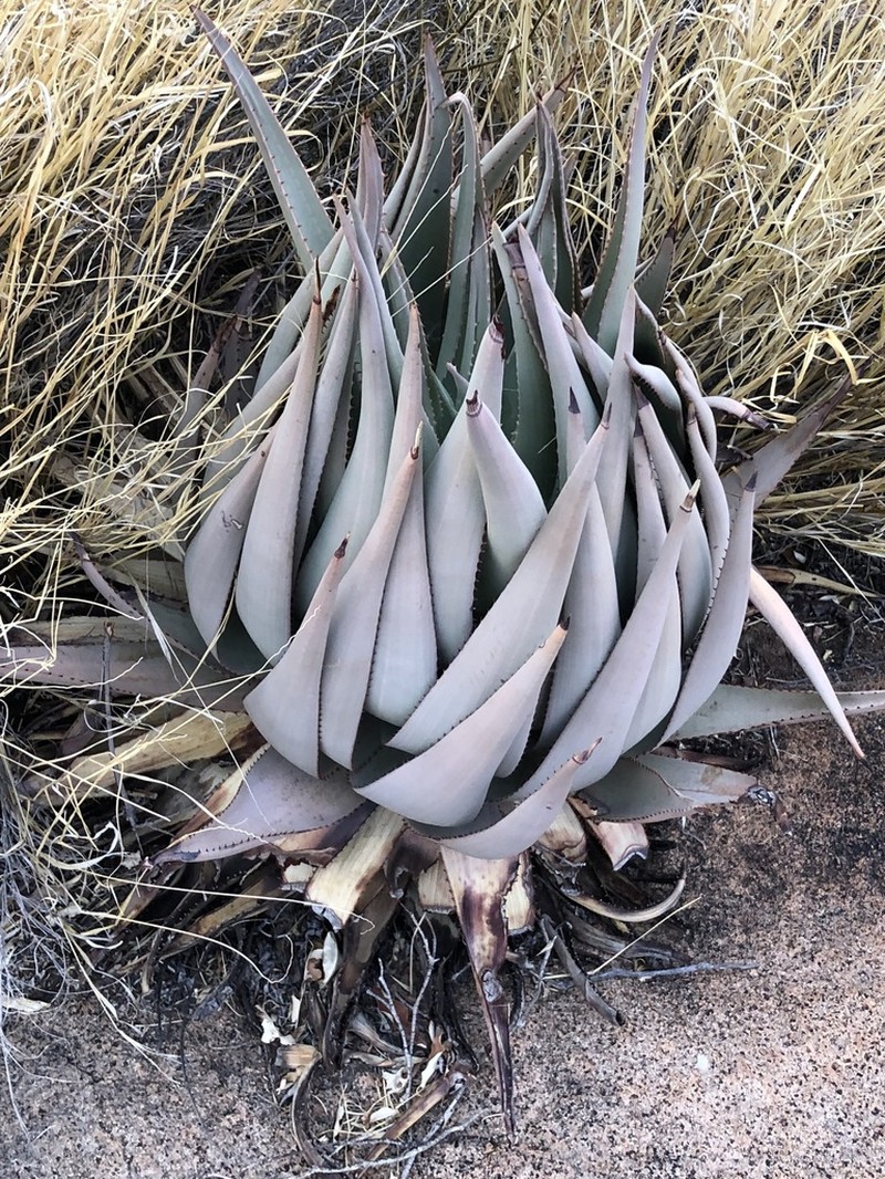 Aloe viridiflora photo 5
