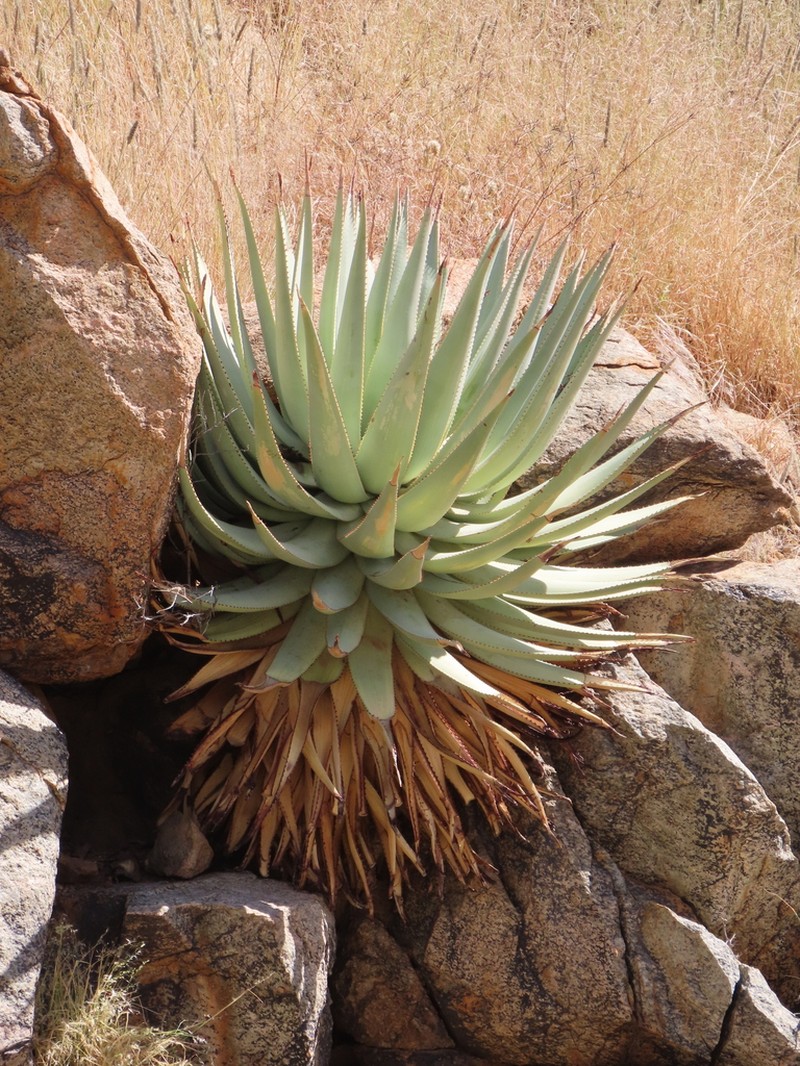Aloe viridiflora photo 6