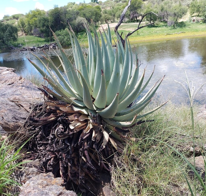 Aloe viridiflora photo 7