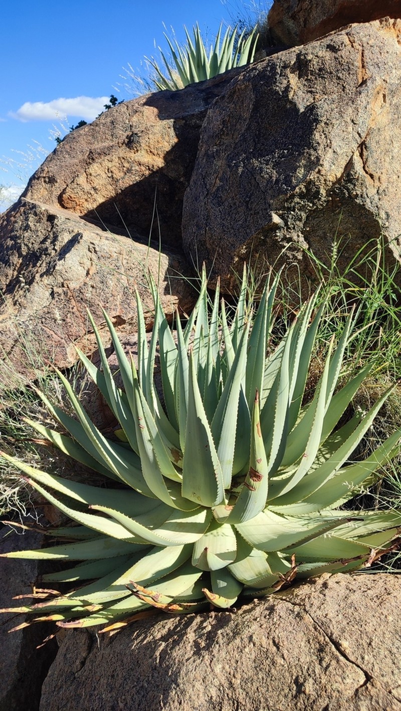 Aloe viridiflora photo 8