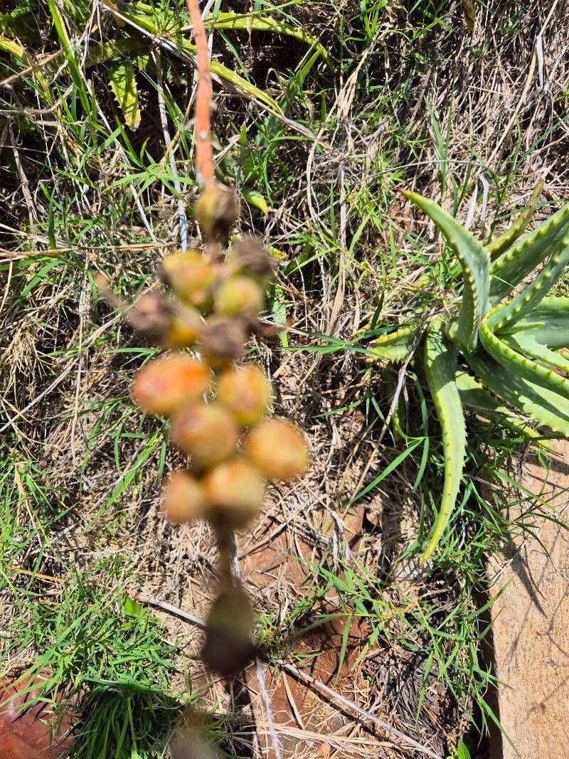 Aloe vituensis