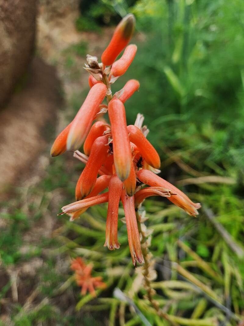 Aloe vituensis photo 2