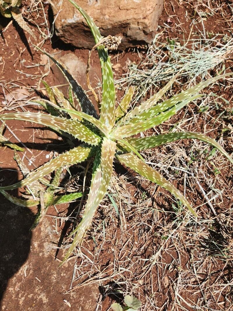 Aloe vituensis photo 3