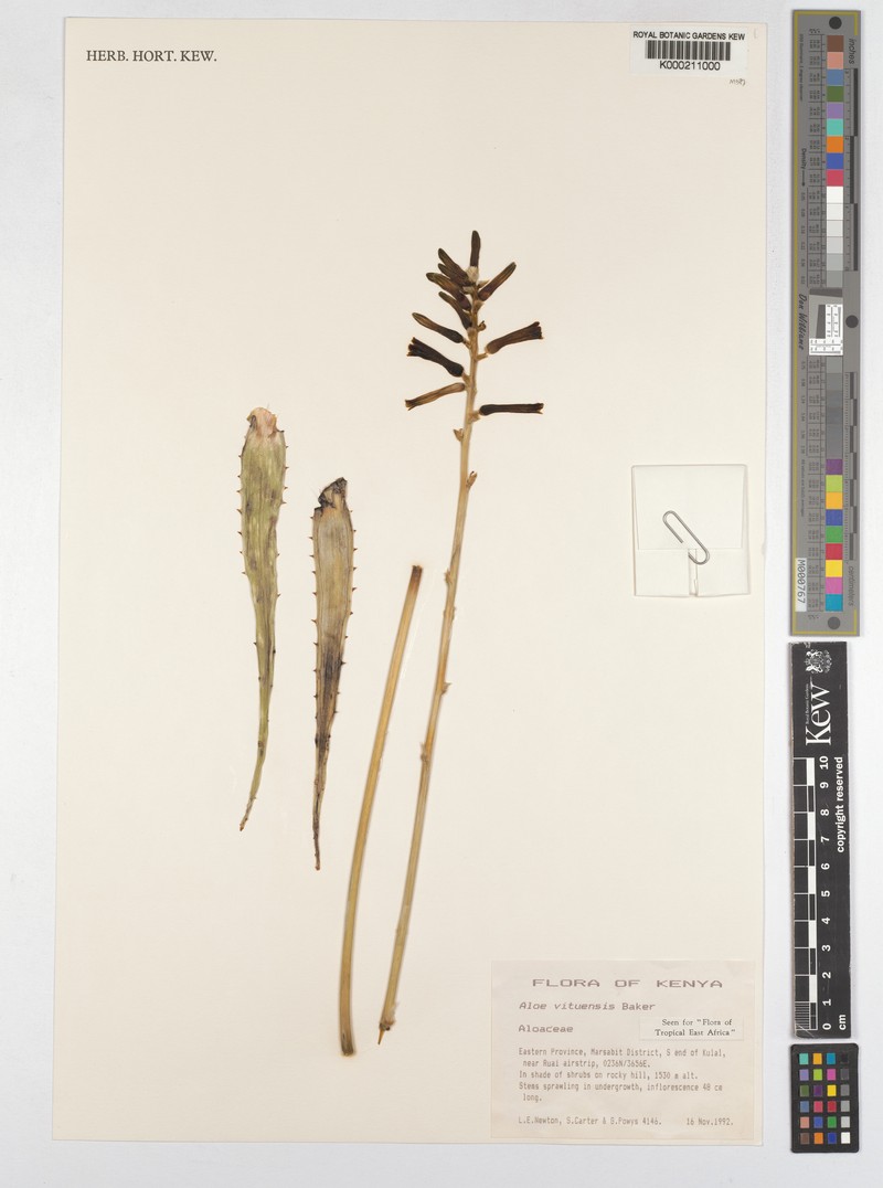 Aloe vituensis photo 5