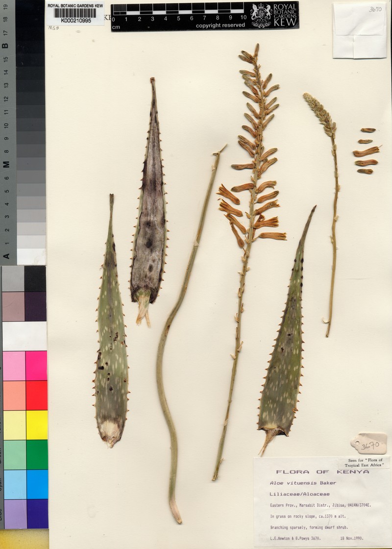 Aloe vituensis photo 6