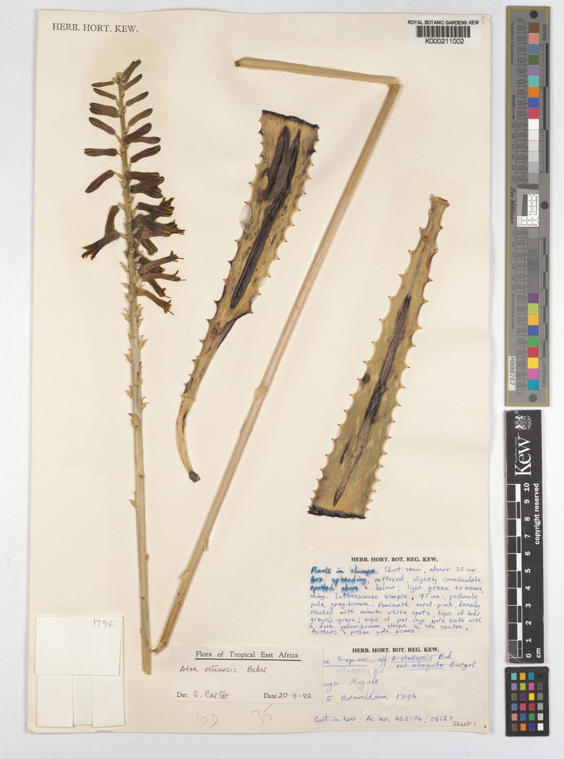 Aloe vituensis photo 7