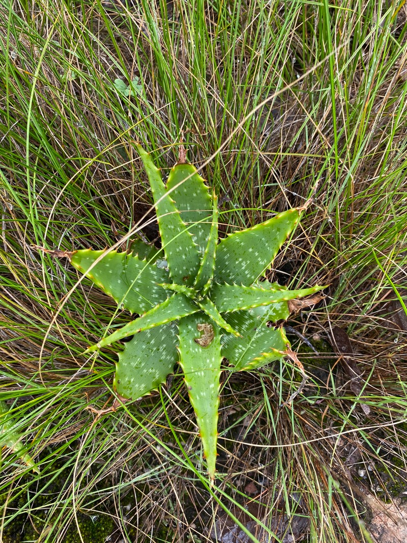 Aloe vogtsii
